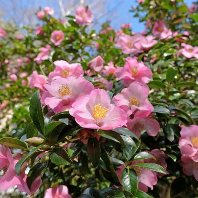 Image showing 5 th National Plant Network 1 gal. Camellia Japonica April Remembered