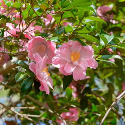 Image showing 6 th National Plant Network 1 gal. Camellia Japonica April Remembered