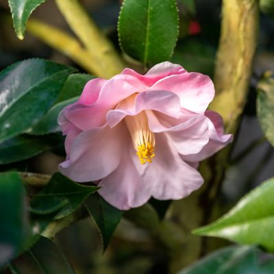Image showing 7 th National Plant Network 1 gal. Camellia Japonica April Remembered