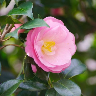 Image showing 8 th National Plant Network 1 gal. Camellia Japonica April Remembered