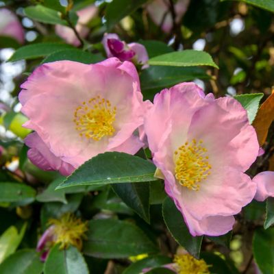 Image showing 9 th National Plant Network 1 gal. Camellia Japonica April Remembered