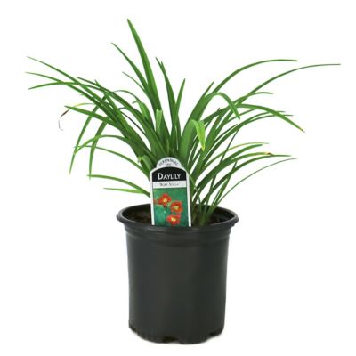 National Plant Network 1 gal. Daylily Ruby Stella