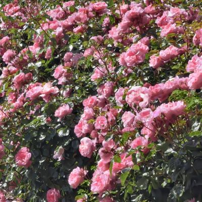Image showing  2 gal. Rose Savannah Sunbelt