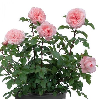 Image showing  2 gal. Rose Savannah Sunbelt