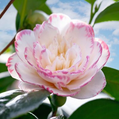 Image showing  3 gal. Camellia Sasanqua Moon Shawdow