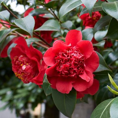 Image showing  1 gal. Camellia Japonica April Tryst