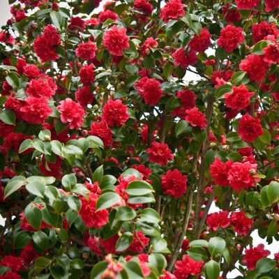 Image showing  1 gal. Camellia Japonica April Tryst