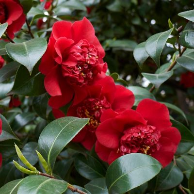 Image showing  1 gal. Camellia Japonica April Tryst