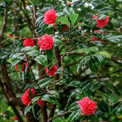 Image showing  1 gal. Camellia Japonica April Tryst