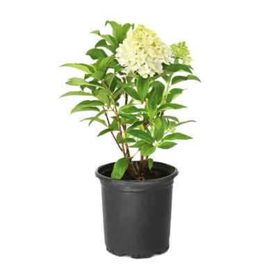 National Plant Network 1 gal. Hydrangea Limelight