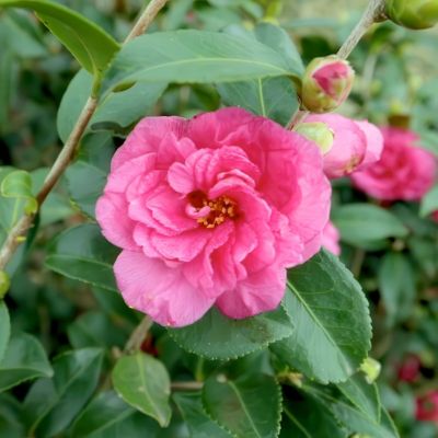 Image showing  3 gal. Camellia Sasanqua Alabama Beauty