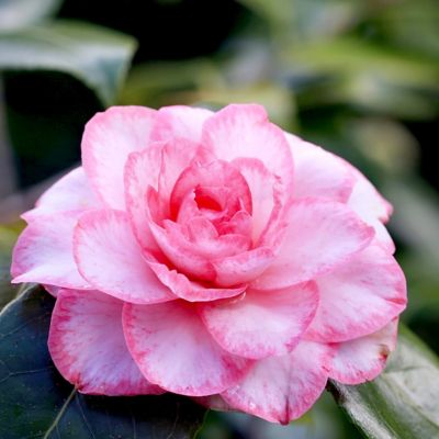 Image showing  1 gal. Camellia Sasanqua Leslie Ann