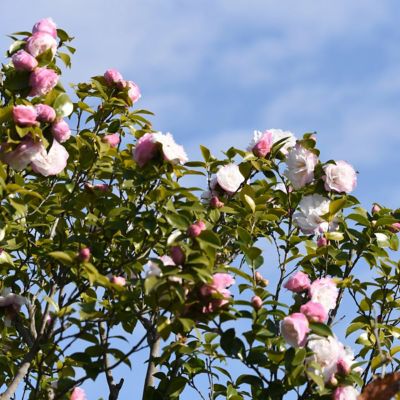 Image showing  1 gal. Camellia Sasanqua Leslie Ann