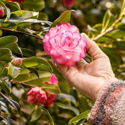 Image showing  1 gal. Camellia Sasanqua Leslie Ann