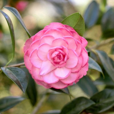 Image showing  1 gal. Camellia Sasanqua Leslie Ann