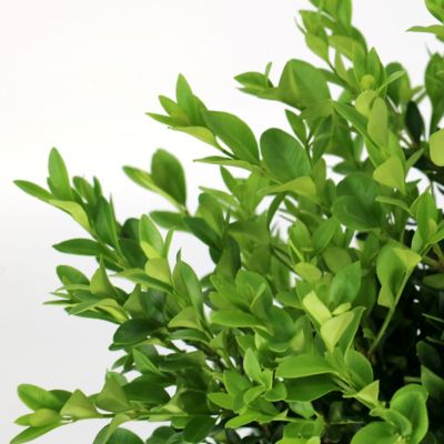 Image showing  3 gal. Boxwood Green Velvet