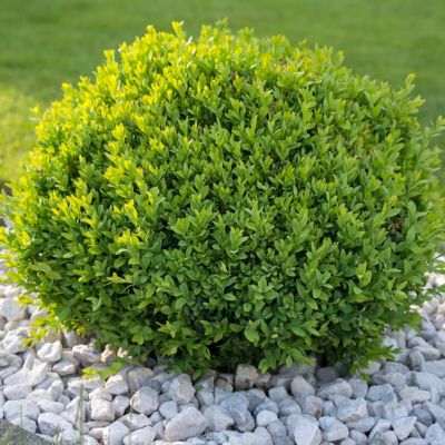 Image showing  3 gal. Boxwood Green Velvet