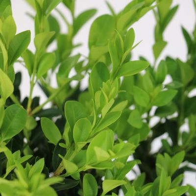 Image showing  3 gal. Boxwood Green Velvet