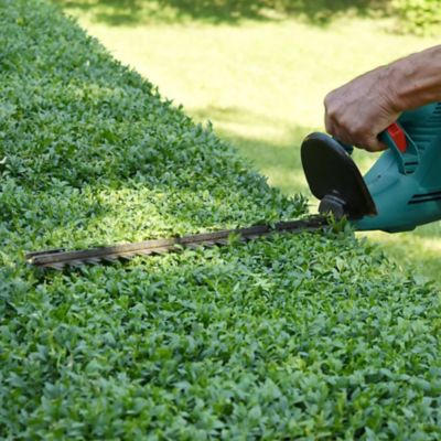 Image showing  3 gal. Boxwood Green Velvet