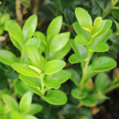 Image showing 6 th National Plant Network 3 gal. Boxwood Green Velvet