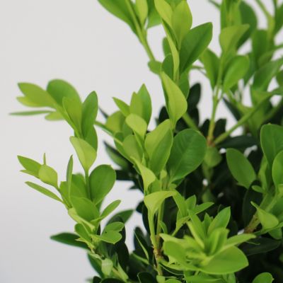 Image showing 8 th National Plant Network 3 gal. Boxwood Green Velvet