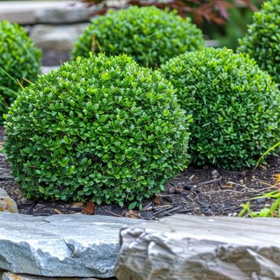 Image showing 9 th National Plant Network 3 gal. Boxwood Green Velvet