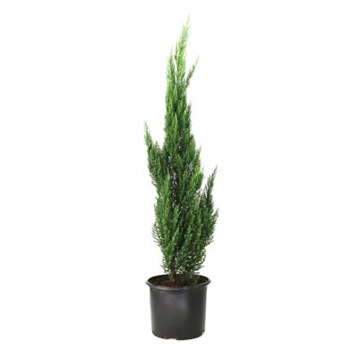 National Plant Network 3 gal. Juniper Blue Point