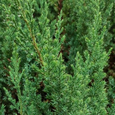 Image showing  3 gal. Juniper Blue Point