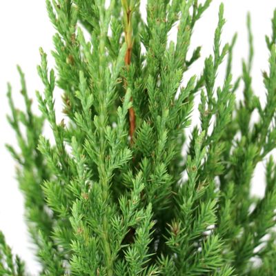 Image showing  3 gal. Juniper Blue Point