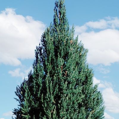 Image showing  3 gal. Juniper Blue Point