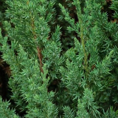 Image showing  3 gal. Juniper Blue Point