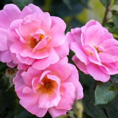 Image showing  1 gal. Rose Knockout Peachy