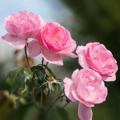 Image showing  1 gal. Rose Knockout Peachy