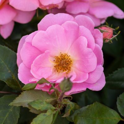 Image showing  1 gal. Rose Knockout Peachy