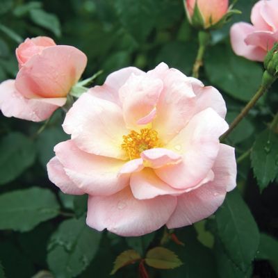 Image showing  1 gal. Rose Knockout Peachy