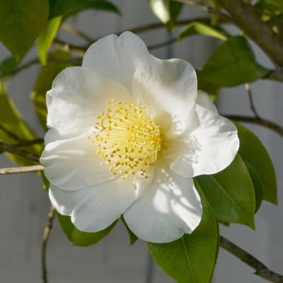 Image showing  3 gal. Camellia Sasanqua Northern Exposure