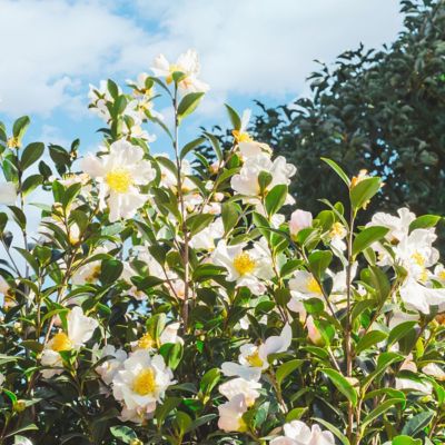 Image showing  3 gal. Camellia Sasanqua Northern Exposure