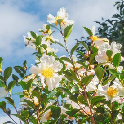Image showing  3 gal. Camellia Sasanqua Northern Exposure