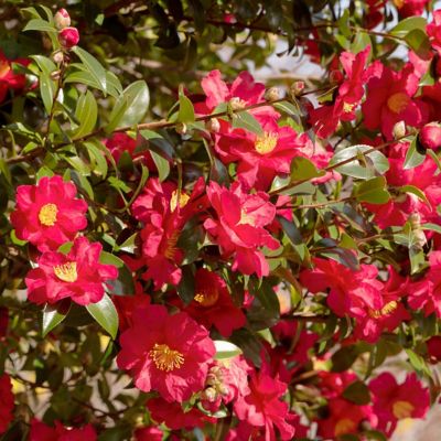 Image showing  1 gal. Camellia Japonica Gunsmoke