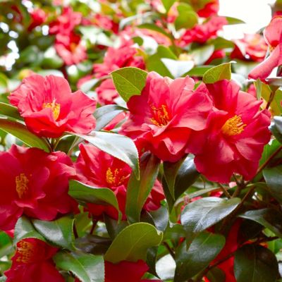 Image showing  1 gal. Camellia Japonica Gunsmoke