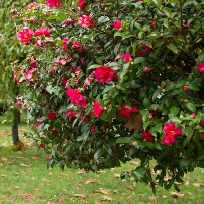 Image showing  1 gal. Camellia Japonica Gunsmoke