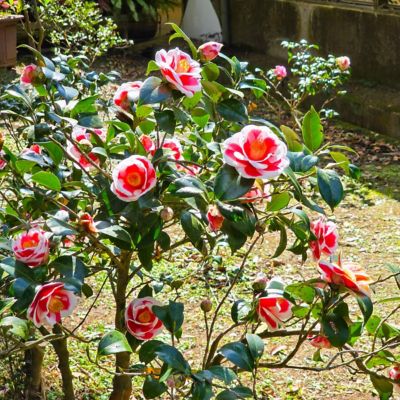 Image showing  1 gal. Camellia Japonica Sadaharu Oh