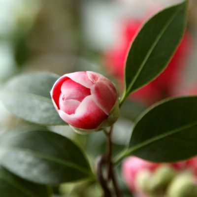 Image showing  1 gal. Camellia Japonica Sadaharu Oh