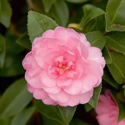 Image showing  1 gal. Camellia Sasanqua October Magic Pink Perplexion