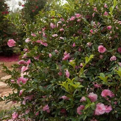 Image showing  1 gal. Camellia Sasanqua October Magic Pink Perplexion
