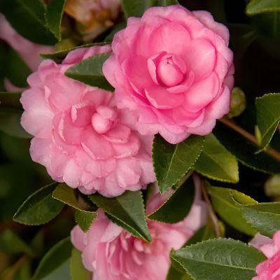 Image showing  1 gal. Camellia Sasanqua October Magic Pink Perplexion
