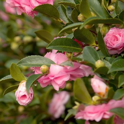 Image showing  1 gal. Camellia Sasanqua October Magic Pink Perplexion