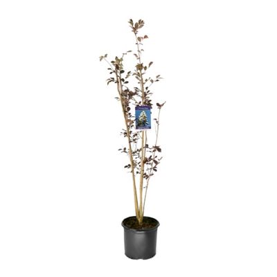 National Plant Network 3 gal. Crapemyrtle Thunderstruck White Lightning