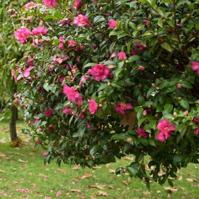 Image showing  3 gal. Camellia Sasanqua Kanjiro