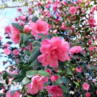 Image showing  1 gal. Camellia Sasanqua Susy Durr